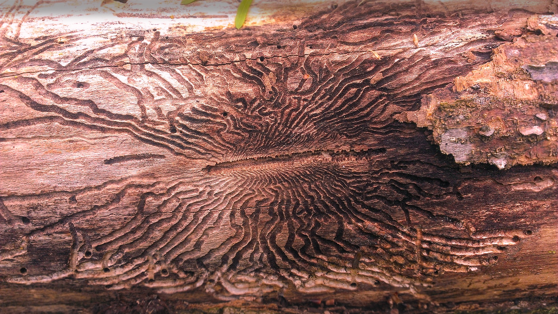 Denver Emerald Ash Borer