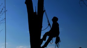 Tree Removal